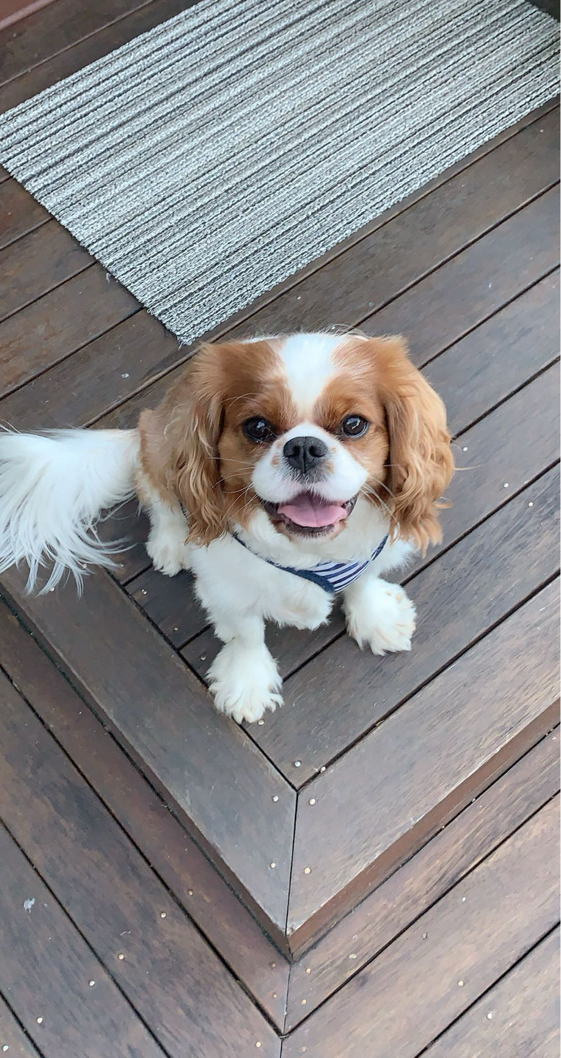 Billy - The Inspiration Behind Toad Busters