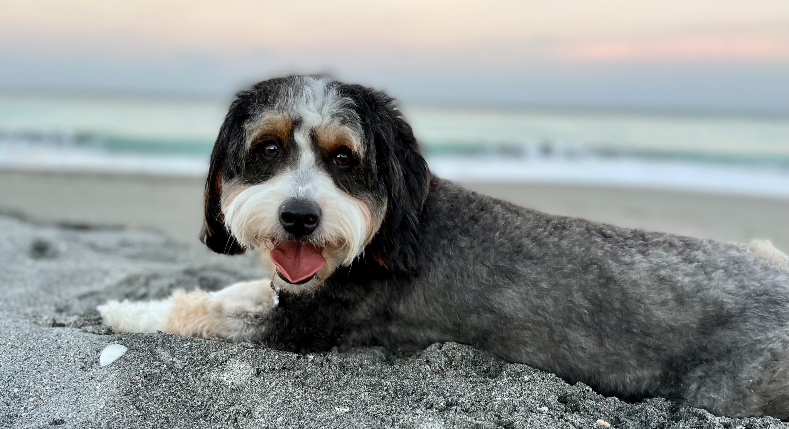 Protected Dog at Beach