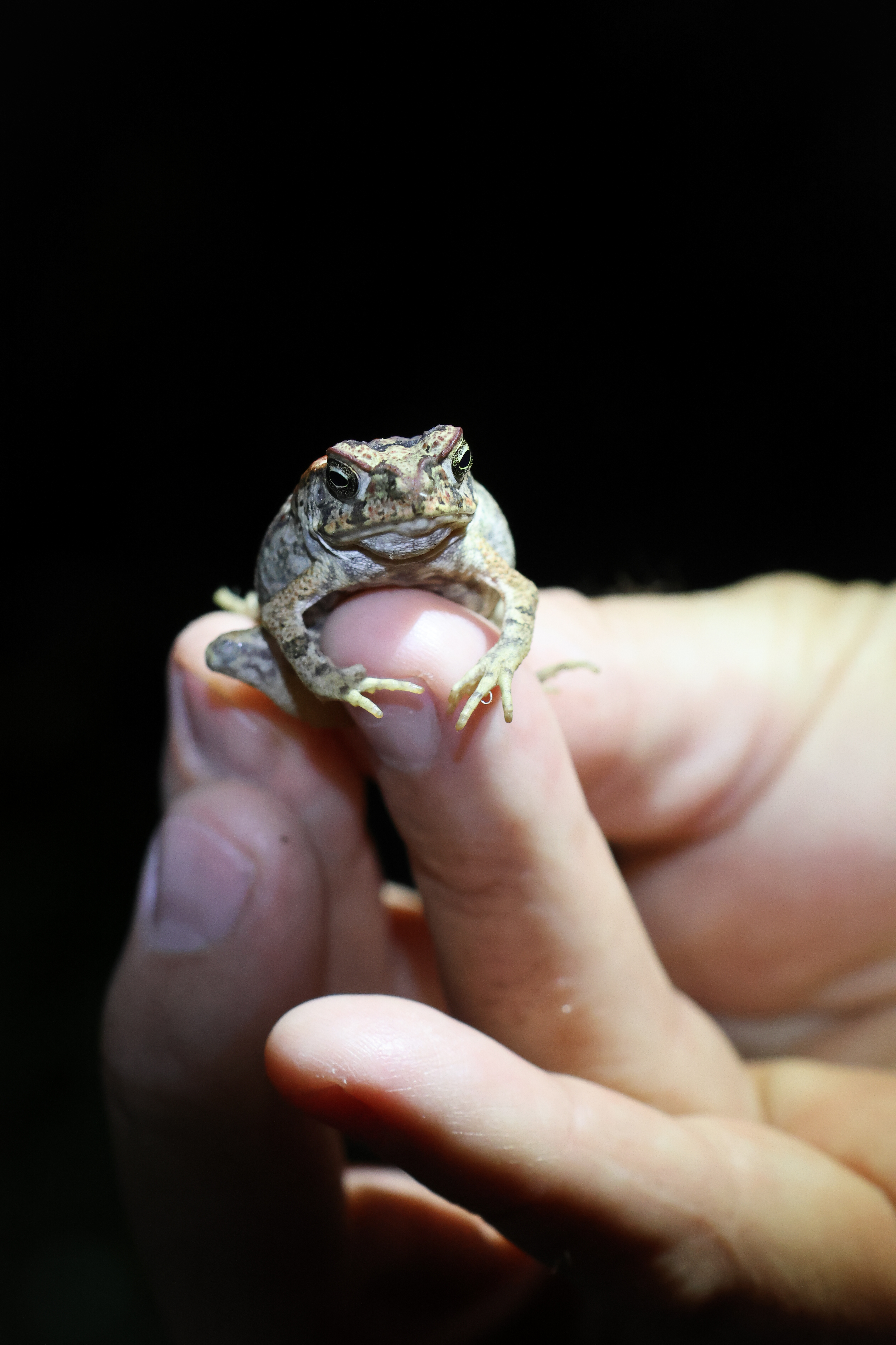 Thousands of Baby Toads Near Your Pond? Here's What's Happening