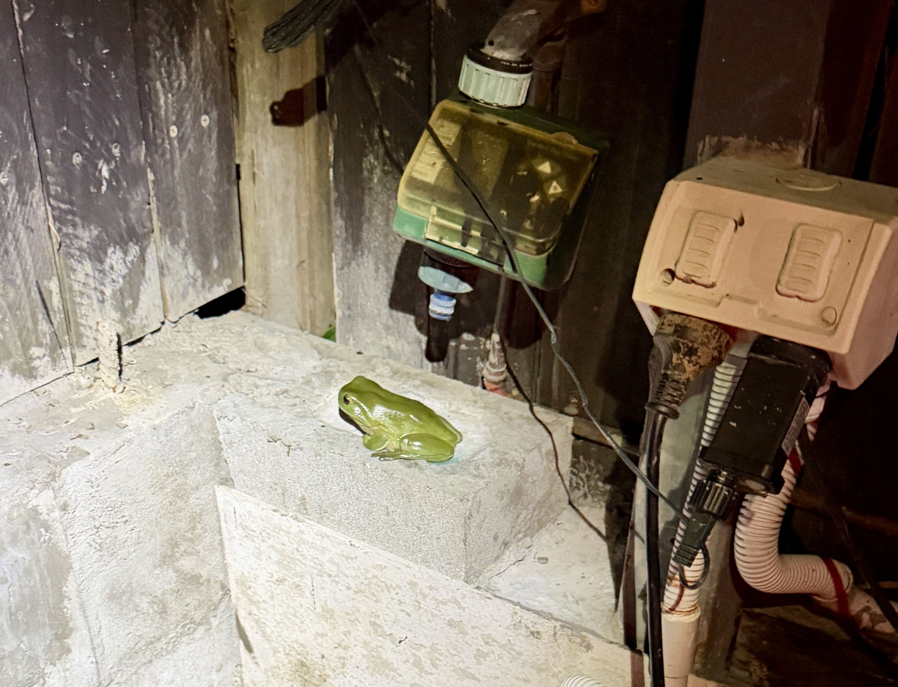 Cane Toad or Native Frog? The Complete Queensland ID Guide (2026)