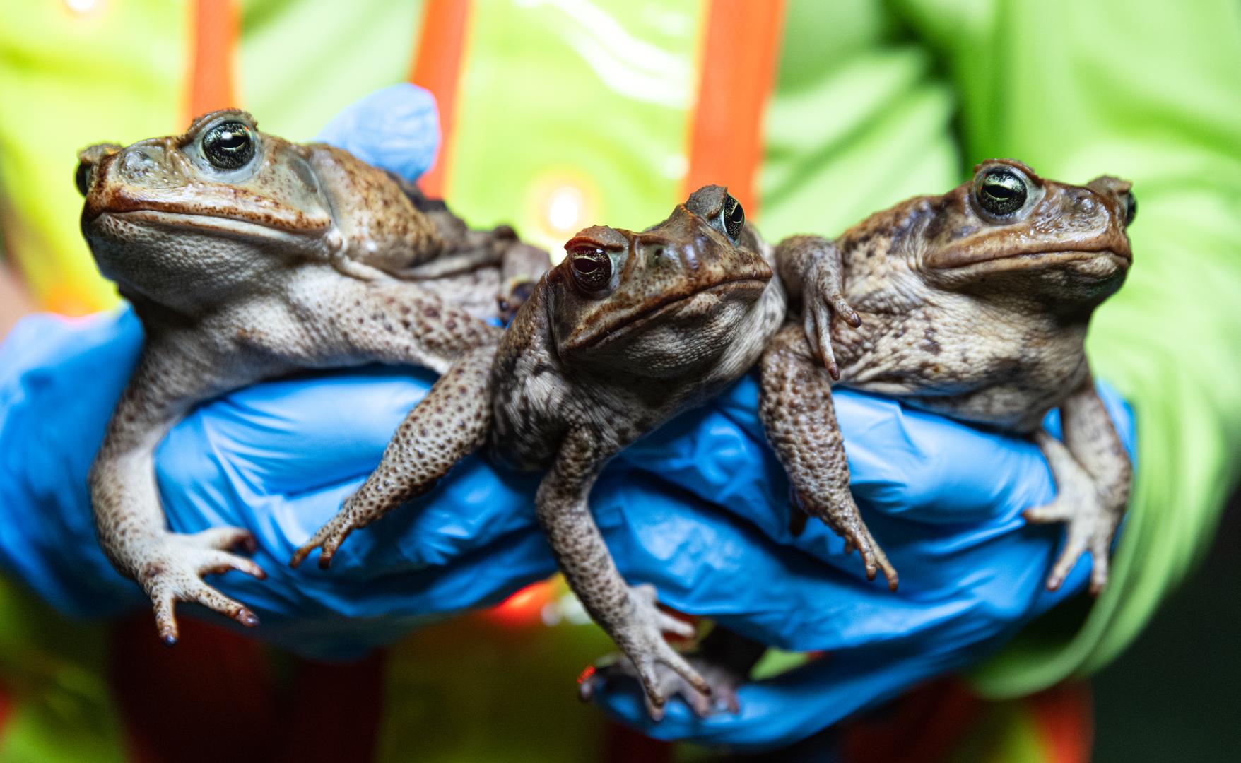 Cane toads collected during removal service
